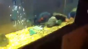 Fluval 404 cleaning