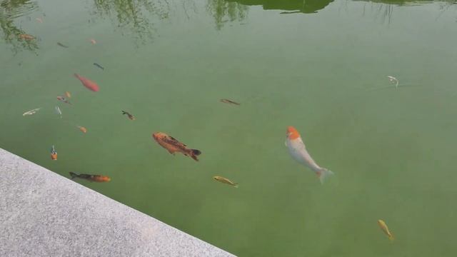Парк Тельмана (Central Park) в Ташкенте: Оазис Спокойствия и Красоты