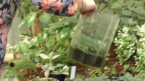 Растения для полюдариума.