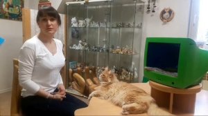 Видео про кошек. Репортаж из музея Кошки. Кот породы Мэйн-Кун