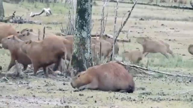 Охота на капибару в Аргентине. Capybara Hunting in Argentina