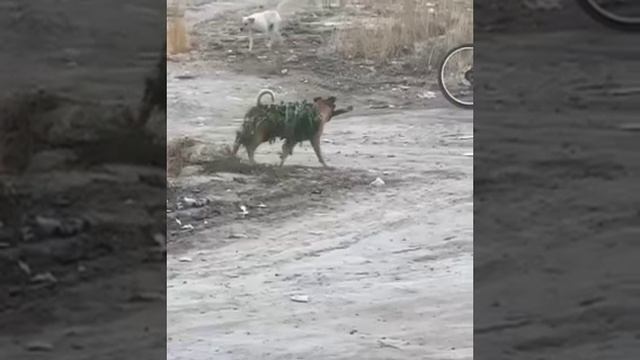 #lol #юмор #смех #хаха смотреть онлайн