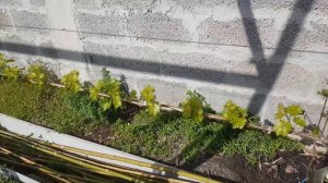 Динамика роста винограда.