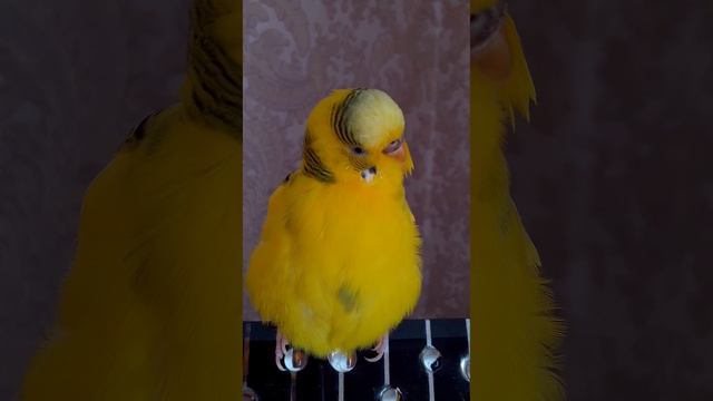 Пение волнистого попугая