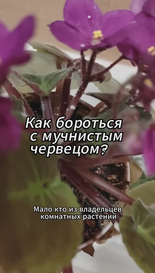 Мучнистый червец - как бороться на растениях #shorts #насекомые
