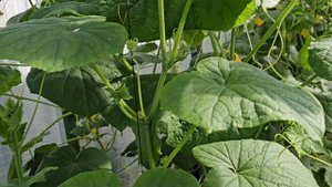 Наша дача. Огород Май-Сентябрь