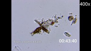 МИТОЗ (деление, размножение) ОДНОКЛЕТОЧНЫХ ПОД МИКРОСКОПОМ - ВЕСЬ ЦИКЛ ДЕЛЕНИЯ за 7 минут.