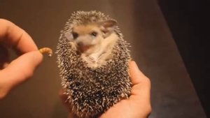 Маленький милый ёжик кушает