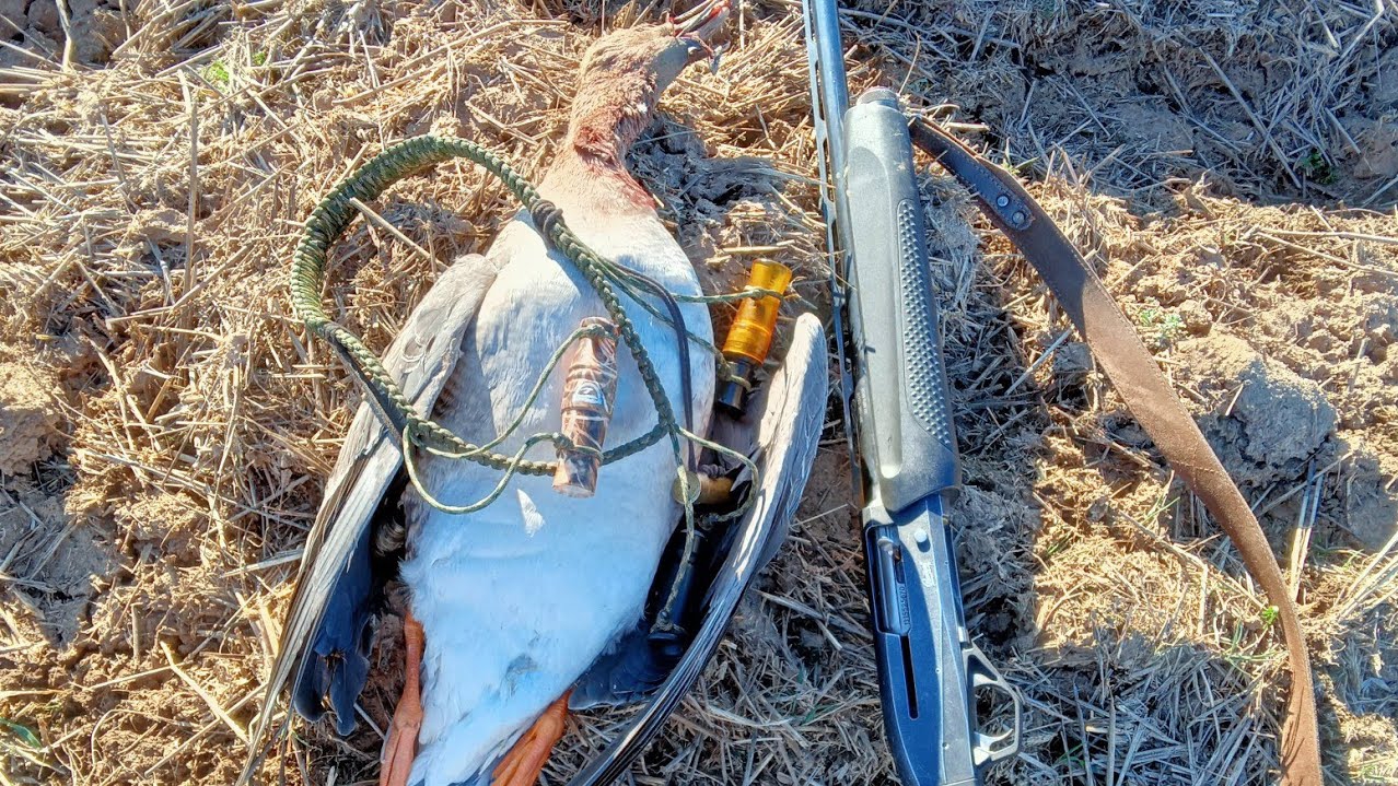 Открылись на весеннего гуся 2023, охочусь один, охота состоялась))). смотреть онлайн