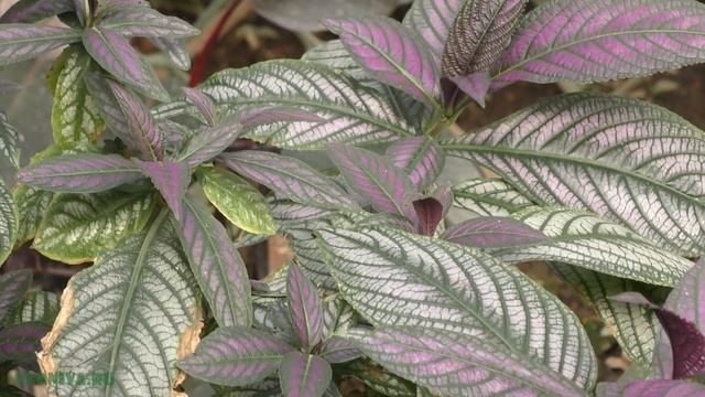 Стробилантес (Strobilanthes) декоративное растение. смотреть онлайн