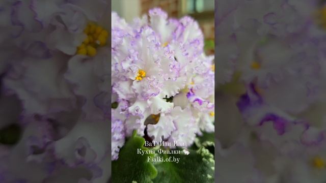 🐇🌸 ВаТ-Изи Изи.  В коллекции уже давно. Неустанно удивляет своим фантазийным рюшем