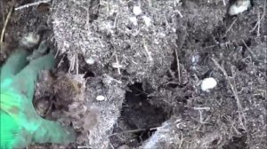 АТ99 Попробуем скармливать новый навоз червям Старатель