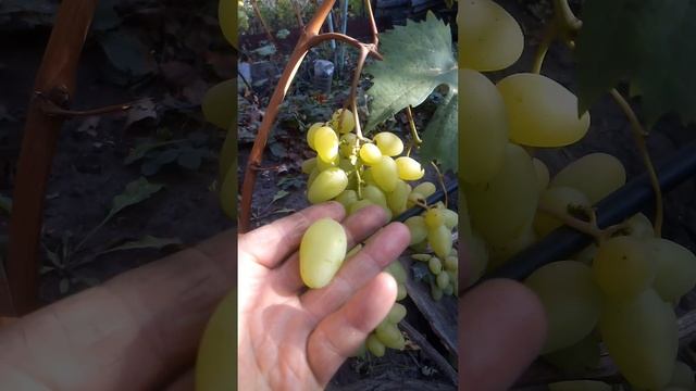 Виноград Камелот