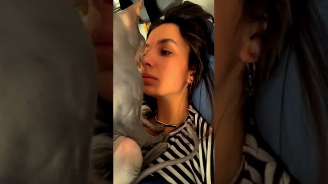 fun with cats GOOD MORNING / ДОБРОЕ УТРО приколы с котами #shorts  #tiktok  #youtubeshorts  #comedy