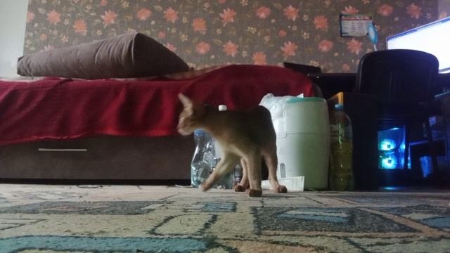 играю с котом