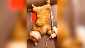Новые приколы с котами, 2. Заряженный котик ;)