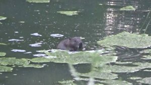 Противостояние бобров и людей в микрорайоне Шлюз продолжается