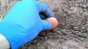 Когда сажать озимый чеснок? Благоприятные дни для посадки чеснока в октябре 2024 года