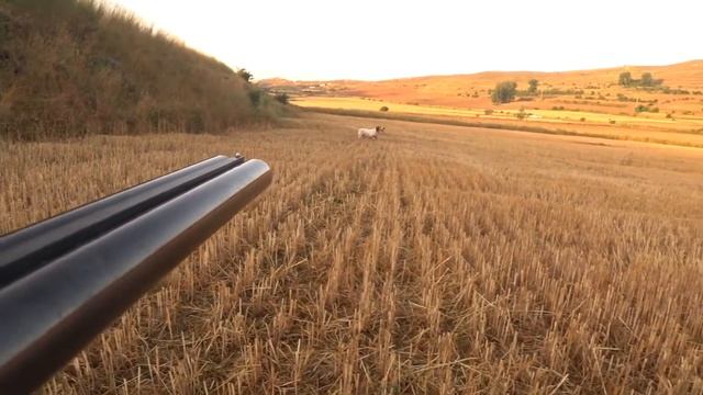 Охота в Испании. Открытие сезона на перепела 2020 смотреть онлайн