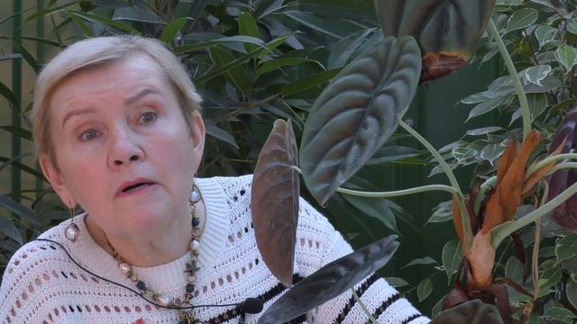 Алоказия: уход в домашних условиях,и немного о стрелиции. смотреть онлайн