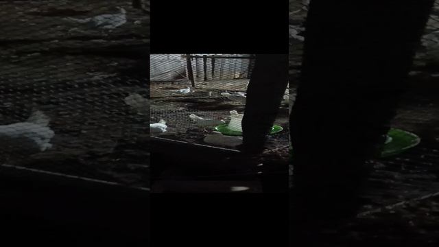 Куры молодки занеслись