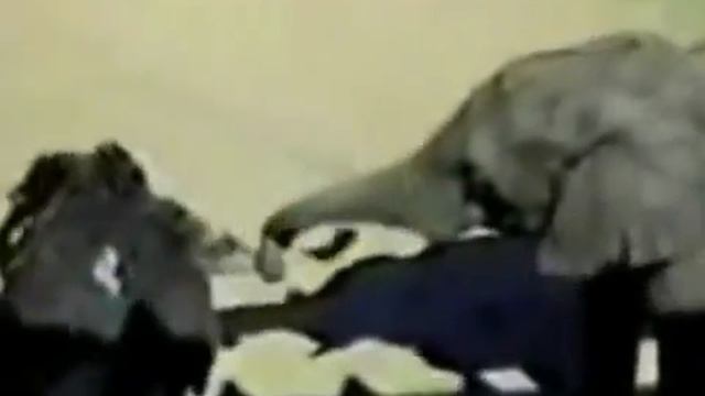 elephant and ostrich best !слон и страус лучшее! смотреть онлайн