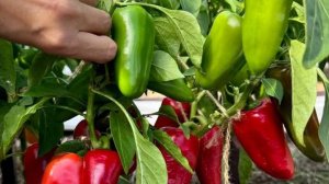 Полезные рекомендаций по выращиванию перца, о которых нужно помнить всегда