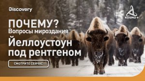 ПОЧЕМУ? ВОПРОСЫ МИРОЗДАНИЯ: ЙЕЛЛОУСТОУН ПОД РЕНГЕНОМ | DISCOVERY