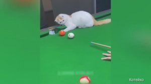 Кошачьи приколы, 7. Поиграй со мной в бильярд
