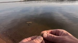 Оставил донки на сутки на живца! И вот какие обитатели нам попались!