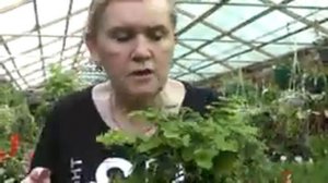 Прогулка по теплице с папоротниками.