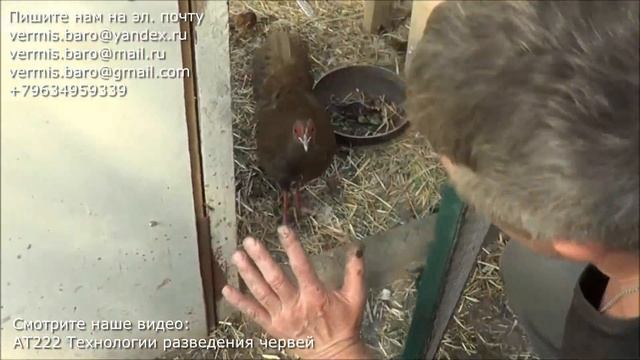 АТ378 Помёт Черви Фазаны помёт + черви = биогумус + черви новые фазанам ИП Ткаченко Андрей Сергеевич