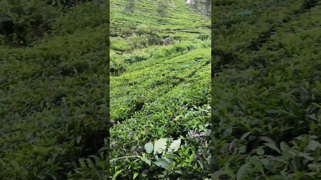 Farm Jack смотреть онлайн