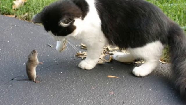 У кошки четыре ноги