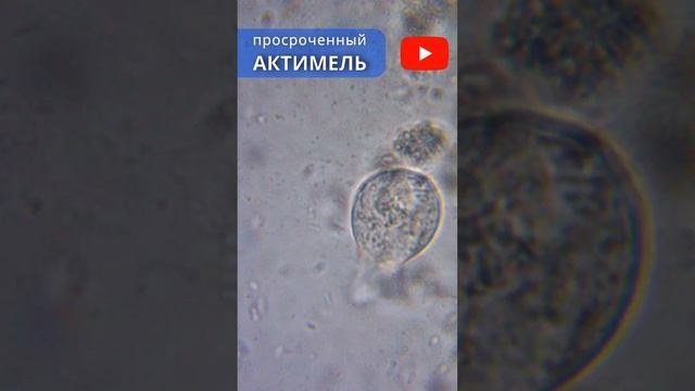 Йогурт под микроскопом смотреть онлайн