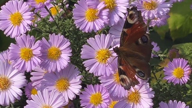 04-10-2024 Последний день бабьего лета