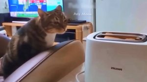 Коты против собак, 1. Котаны прикольнее?..;)