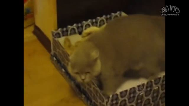 ГОВОРЯЩИЕ КОТЫ И КОШКИ 2018 СМЕШНЫЕ КОТЫ И КОШКИ 2018 ПРИКОЛЫ С КОТАМИ И КОШКАМИ