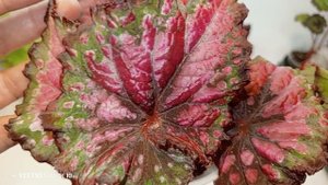 Продажа излишек деток бегоний. Осенняя 🍂 акция.