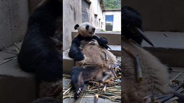 Какая прелесть🐼