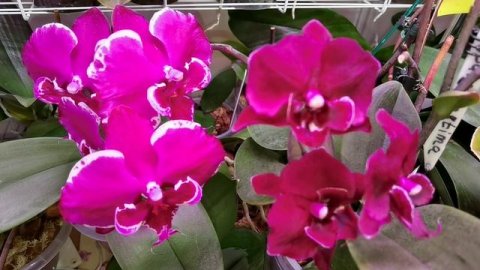 Отсутствие применения ЧУДО составов на орхидеях.