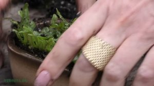 Мох. Виды моховидных растений. Композиции из мха.