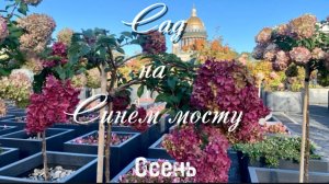 Осенний Сад на Синем мосту. Мини-розы, петуньи, гортензии, шахматы, лабиринт, вид на Исаакиевский