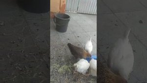 Выгул породистых цыплят