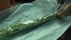 Посылка с растениями из Тайланда