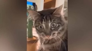 Кошачьи приколы, 3. Думаешь мне не смешно?