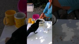 Ручной ворон