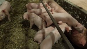 Кормит грудью племянниц