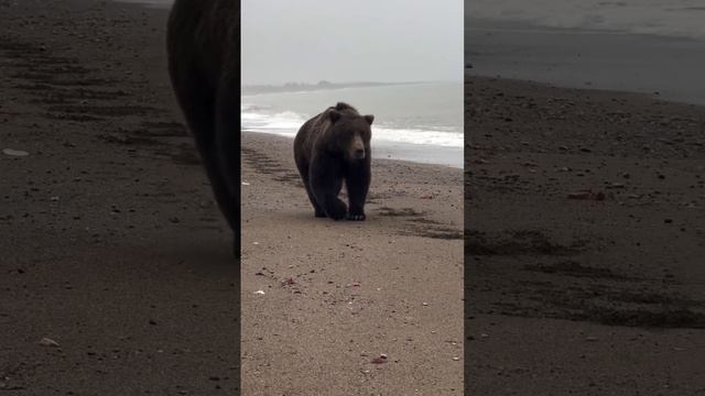 Красиво идет по побережью