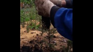 Новогодние ели, первая посадка.